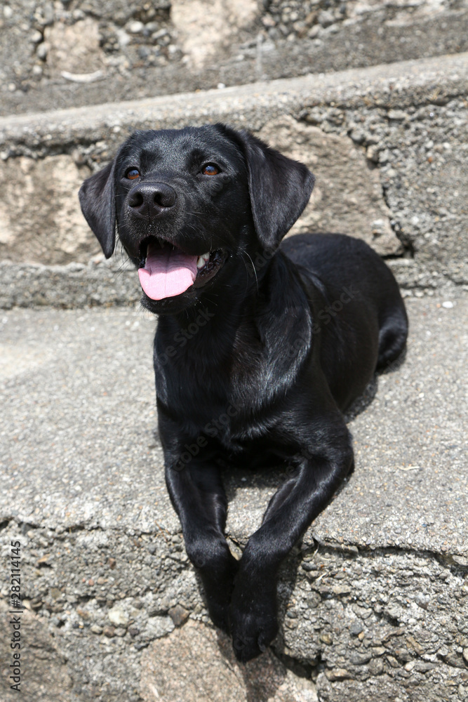 Junger Labrador 