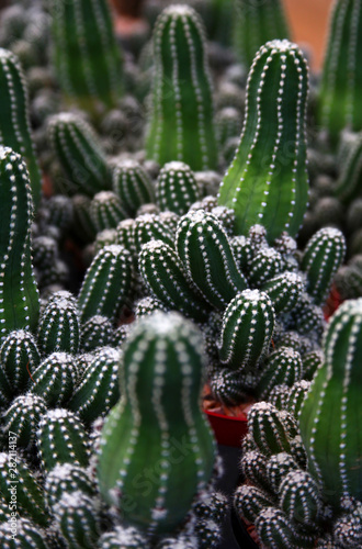 Lots of little green potted cactus