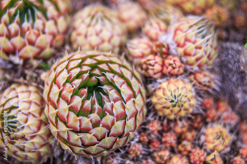 Sempervivum globiferum inflorescences. Highland landscape. Useful and beautiful plants and flowers photo