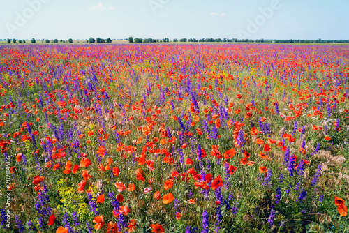 Blooming red poppies and purple flowers in the field .