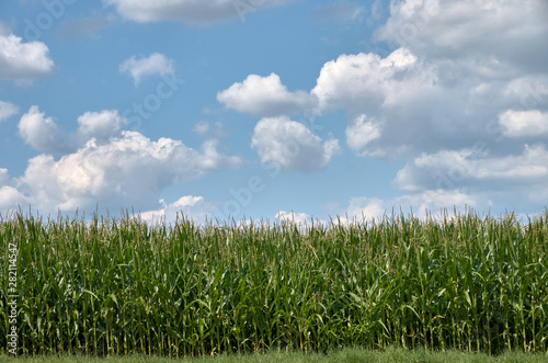 field of corn and sky with clouds