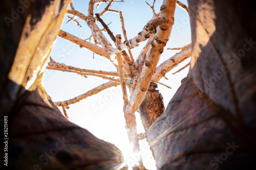 tree in desert photo