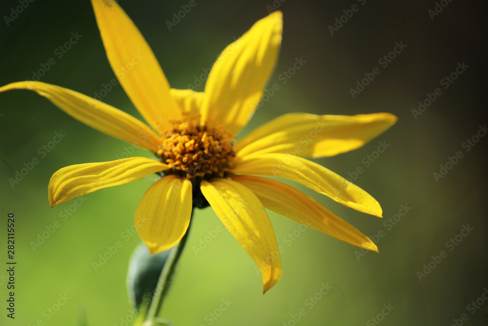 yellow flower in the green garden macro background wallpaper yellow flower in the green garden macro background wallpaper