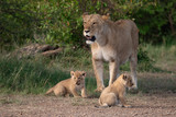lioness and her cubs in the Masai Mara