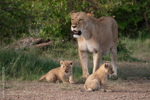 lioness and her cubs in the Masai Mara