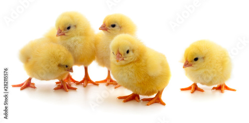 Fotografering Five yellow chickens.