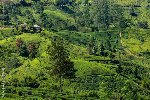 Sri Lanka's tea plantations, sri lanka highlands  photo