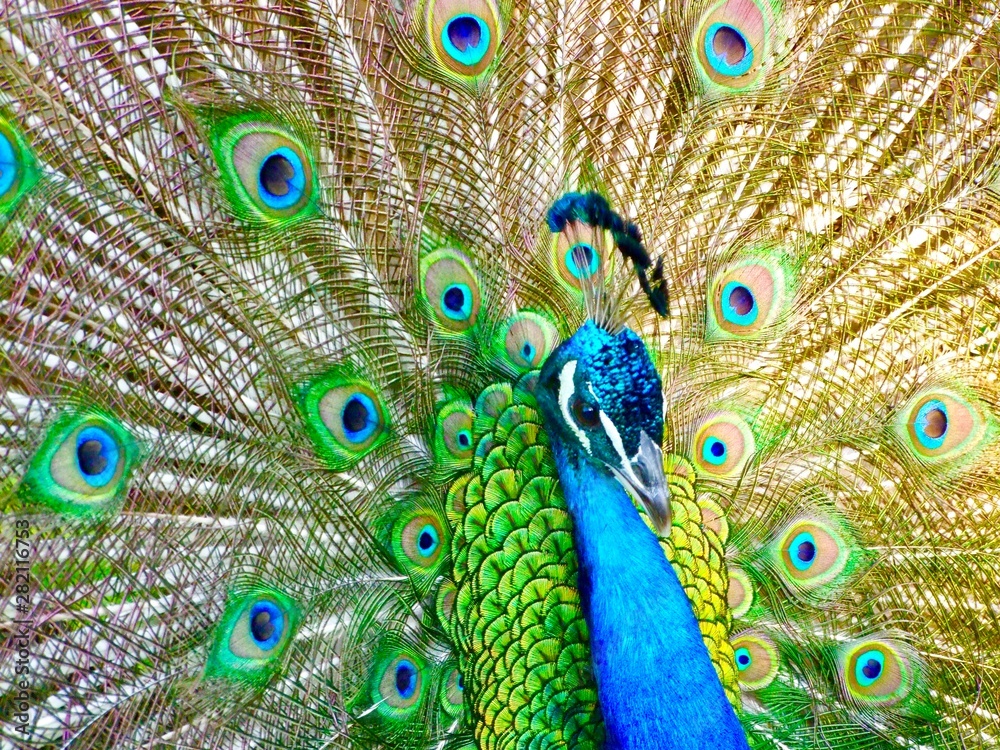 Obraz premium peacock with feathers