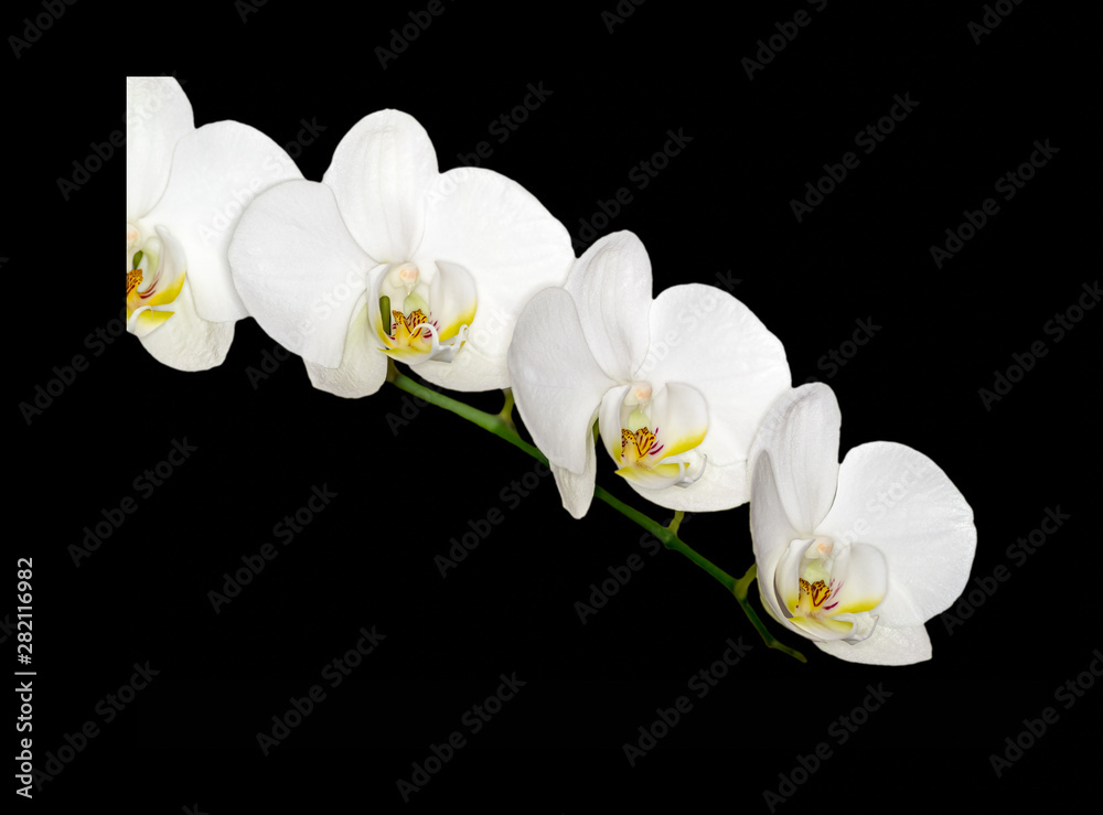 Obraz premium white orchid on black background