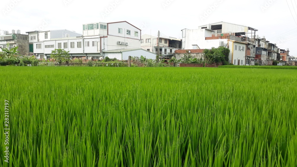 house in a field house in a field