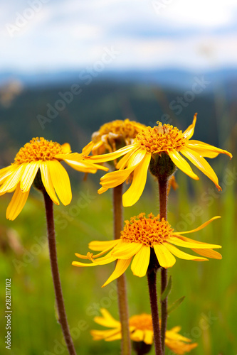 Closeup photo of Arnica flowers (Arnica montana) against mountains ridges.  photo