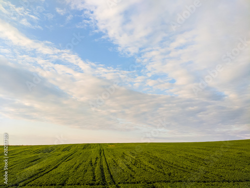 Agriculture fields in the summer season
