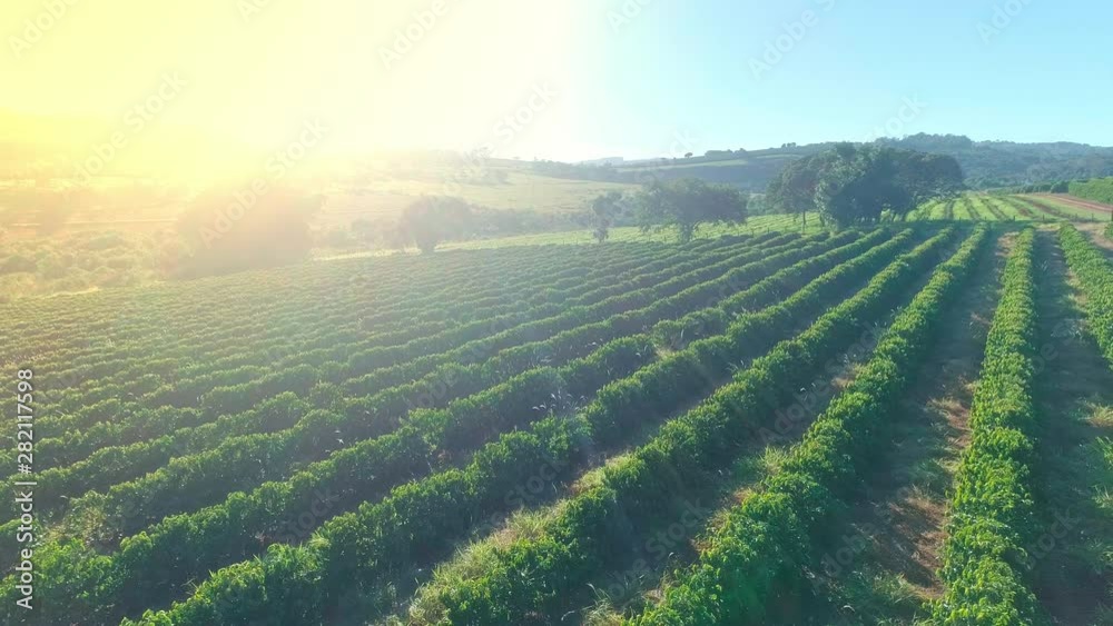 Aerial view of a coffee farm. Coffee plantation. Coffee growing.