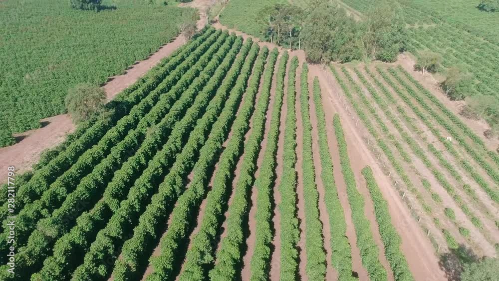 Aerial view of a coffee farm. Coffee plantation. Coffee growing.