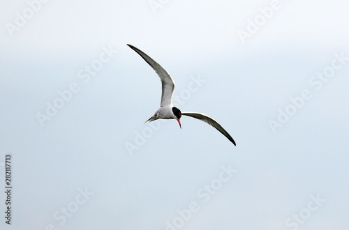 fliegende Fluss-Seeschwalbe (Sterna hirundo) - Common tern photo