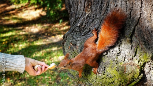 squirrel on tree © Rafal