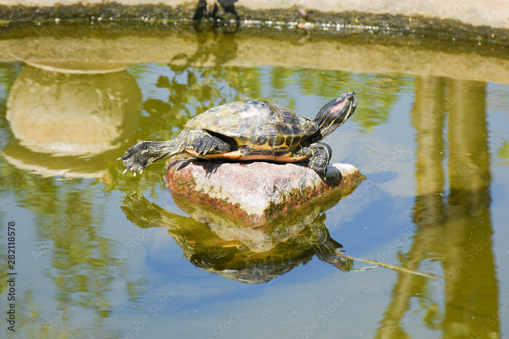 Obraz premium big red-eared turtle basking in the sun on a stone