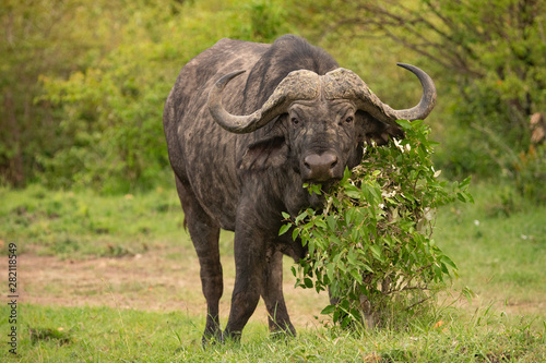 buffalo in bush in Masai Mara