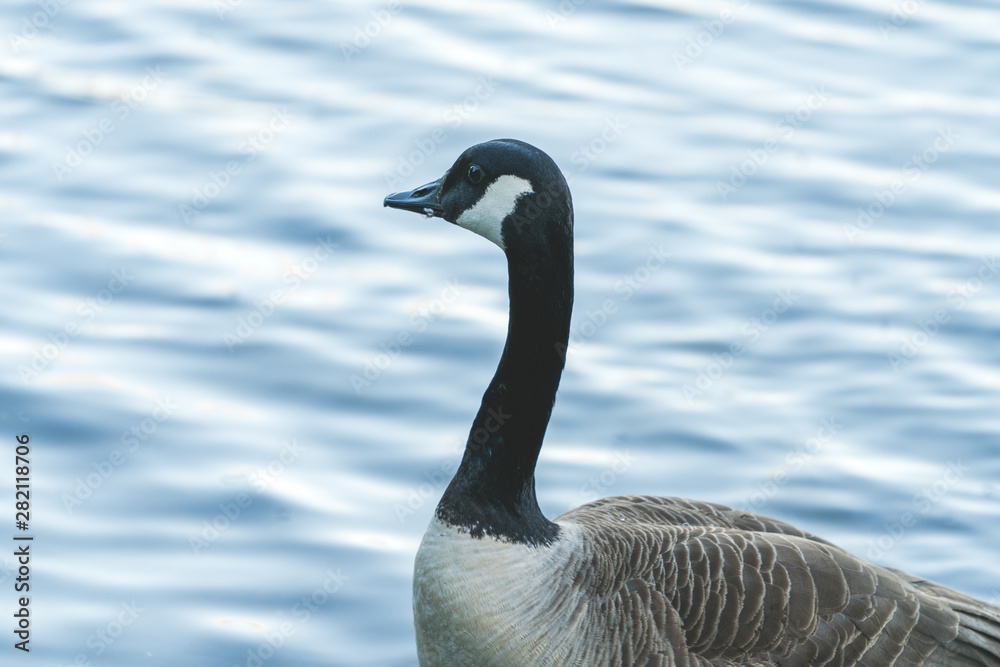 Obraz premium canadian goose in a lake scotland