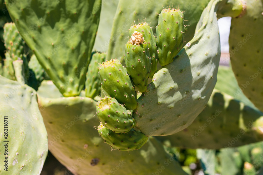 Large prickly cacti in green and yellow. Cacti on a background of blue and clear sky. They grow in countries with hot climates. Large prickly cacti in green and yellow. Cacti on a background of blue and clear sky. They grow in countries with hot climates.