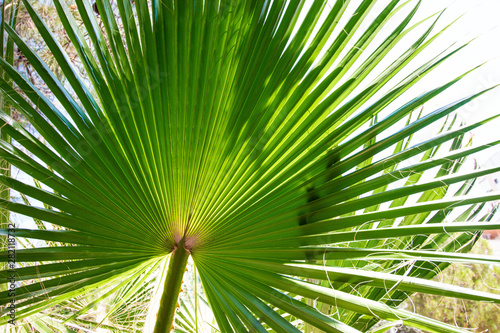 A large green leaf of a palm tree. The leaf is lit by a summer and bright sun.