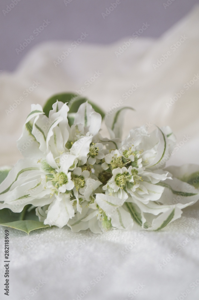 Beautiful flowers - Euphorbia marginata, snow-on-the-mountain, smoke-on-the-prairie, variegated spurge or whitemargined spurge