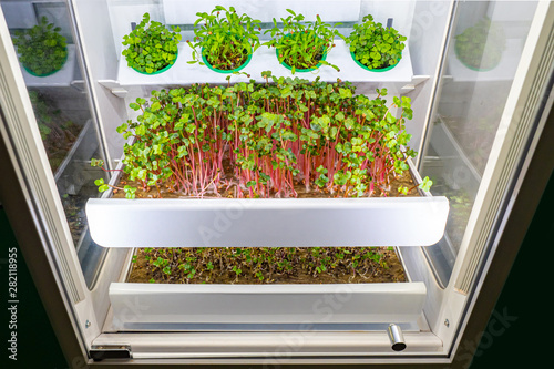 Industrial plant for growing greens. Artificial creation of conditions for plant growth. Growing greens in artificial light. Hydroponic plant. Cress and dill are grown in a special Cabinet. © Grispb