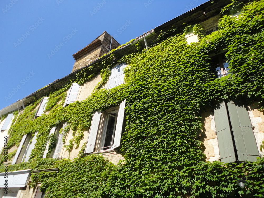 house with climbing plant 2