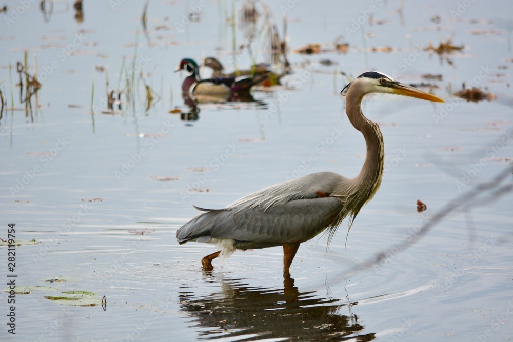 Fototapeta premium great blue heron in water