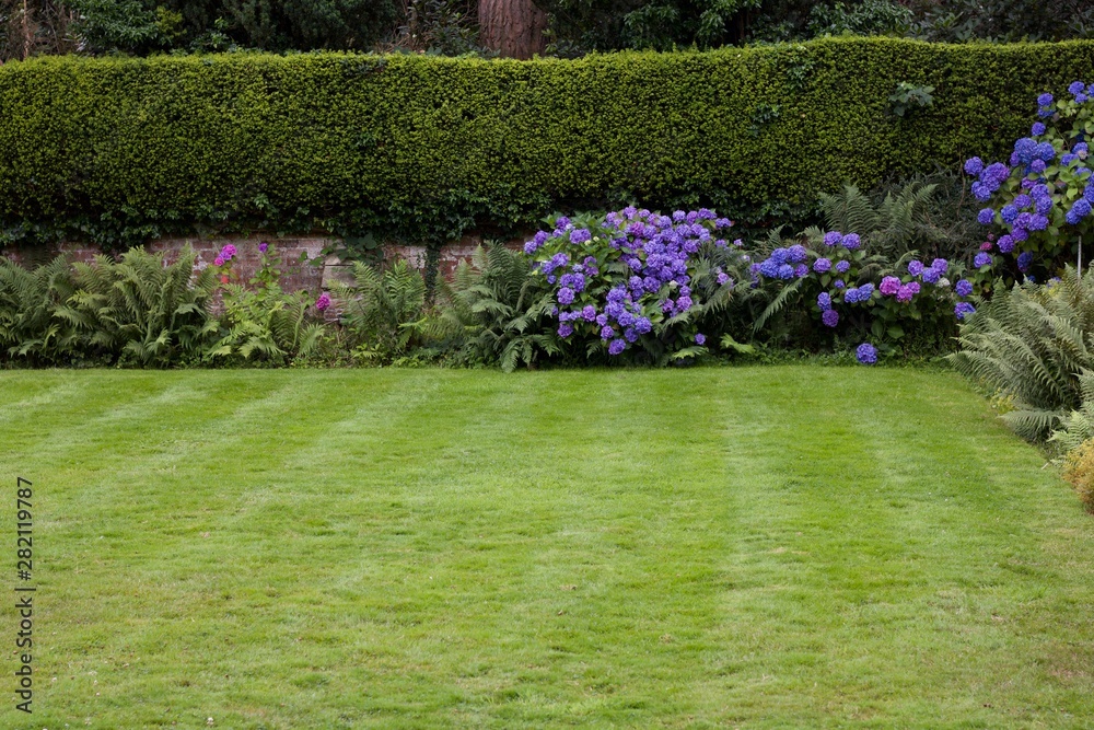 Blue Hydrangeas In Garden With Lawn In Foreground