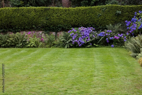 Fototapeta Naklejka Na Ścianę i Meble -  Blue Hydrangeas In Garden With Lawn In Foreground