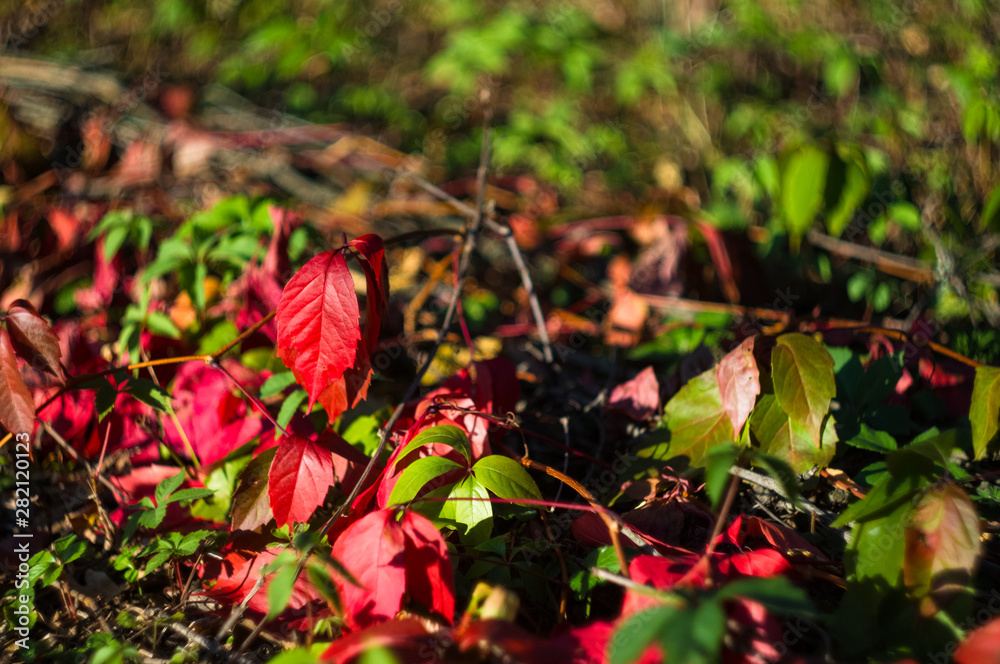 landscape of early autumn, the old Park, trees, green grass, bright red and yellow leaves