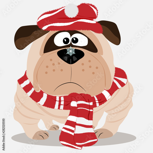 Pug in a scarf and hat saw a snowflake. Vector art