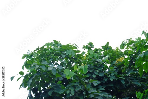 Tropical plants on white isolated background for green foliage backdrop
