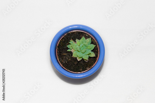 Succulent plant in bluish pot on white background top view
