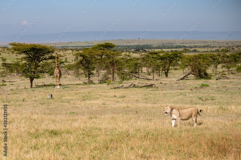 predator and prey, lioness watched by giraffes predator and prey, lioness watched by giraffes