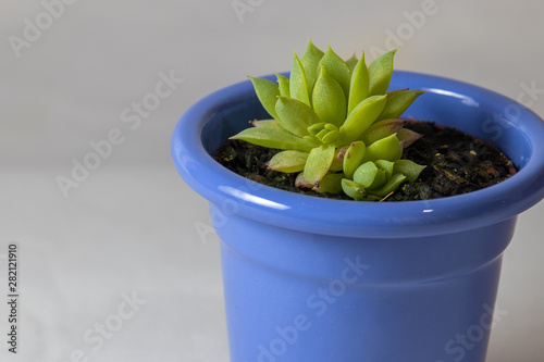 Succulent plant in bluish pot on white background