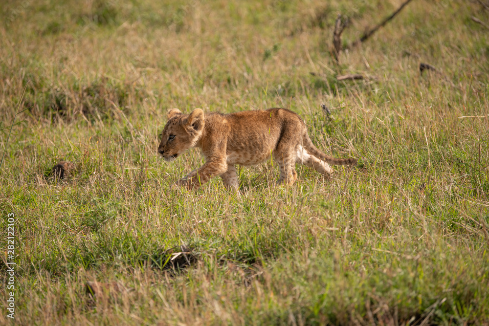 Lion cub on the prowl in the Masai Mara Lion cub on the prowl in the Masai Mara