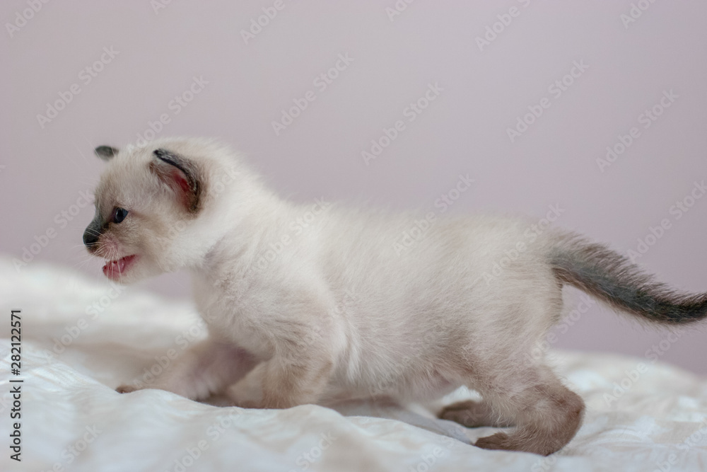 Side view of a beautiful Siamese kitten with open mouth. Place for text. Close-up. Selective focus. Blurred background.