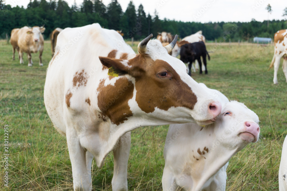 Weiße Braune und Schwarze Rinder auf einer Weide hinter einem Zaun Weiße Braune und Schwarze Rinder auf einer Weide hinter einem Zaun