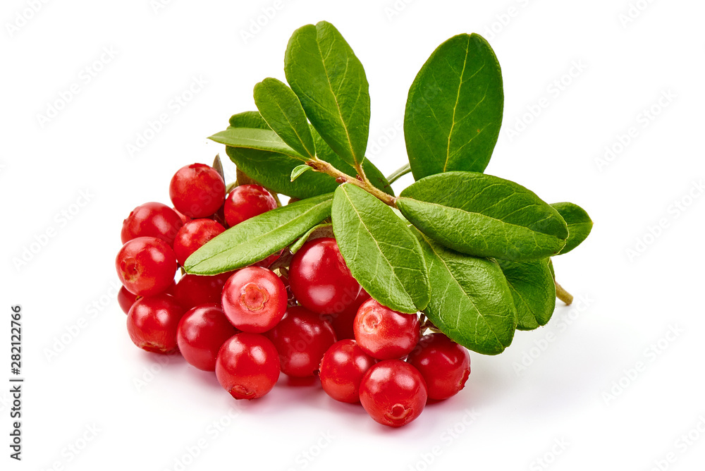 Lingonberry with leaves, isolated on white background Lingonberry with leaves, isolated on white background