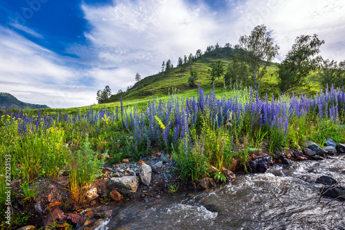 Morning landscape with a mountain stream. Gorny Altai, Russia
