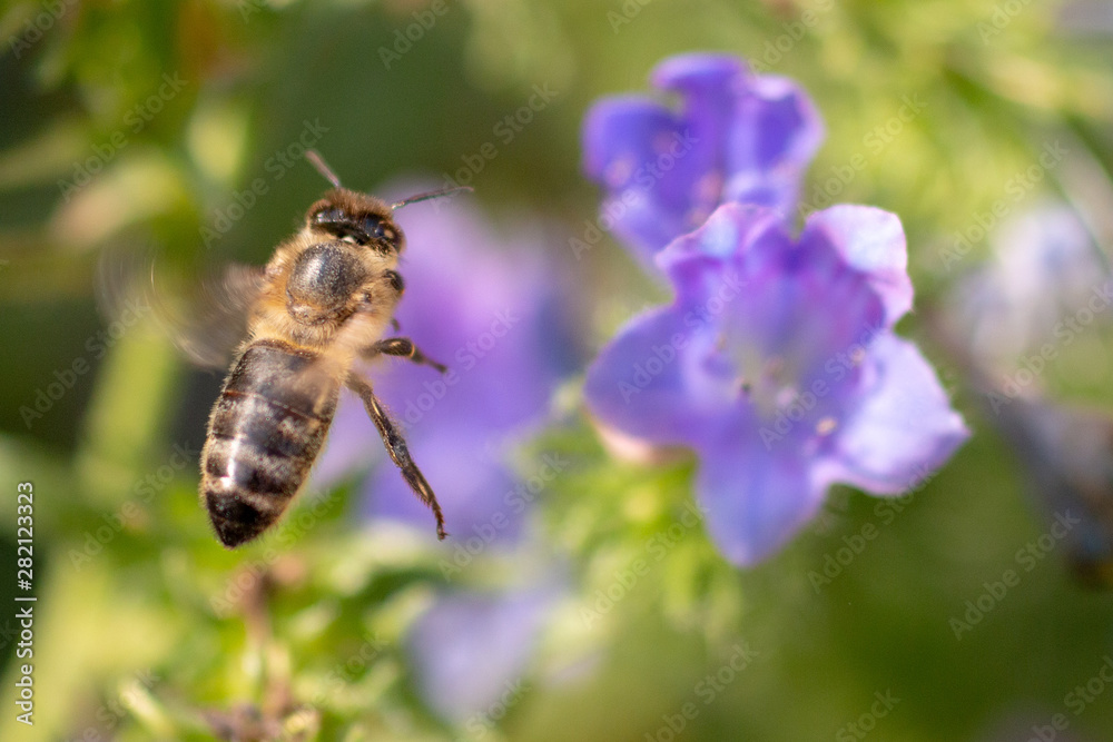 Bee and flower Bee and flower