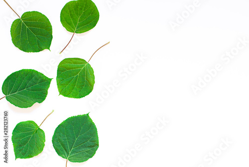 Fresh green leaves on the white background frame. Spring or summer concept top view © mariarom
