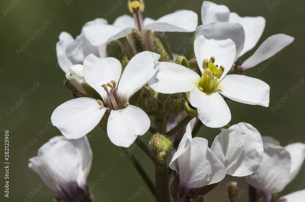 Obraz premium Beautiful white flower erucoid diplomacy belonging to the Cruciferae family