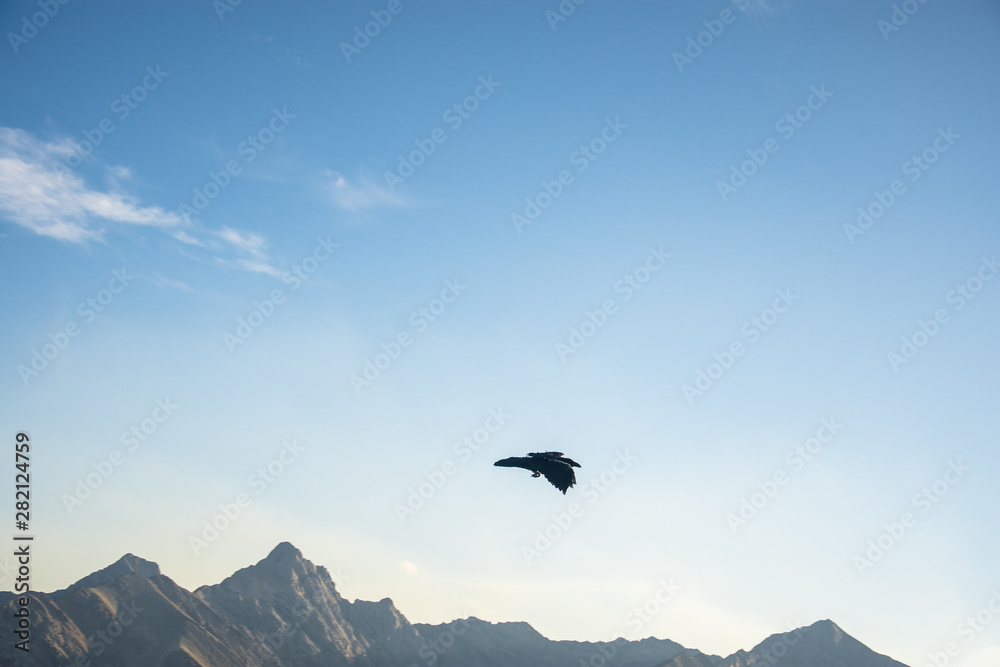 Naklejka premium A raven hovering over the Rocky Mountains around Banff Gondola, Banff National Park, Alberta, Canada.