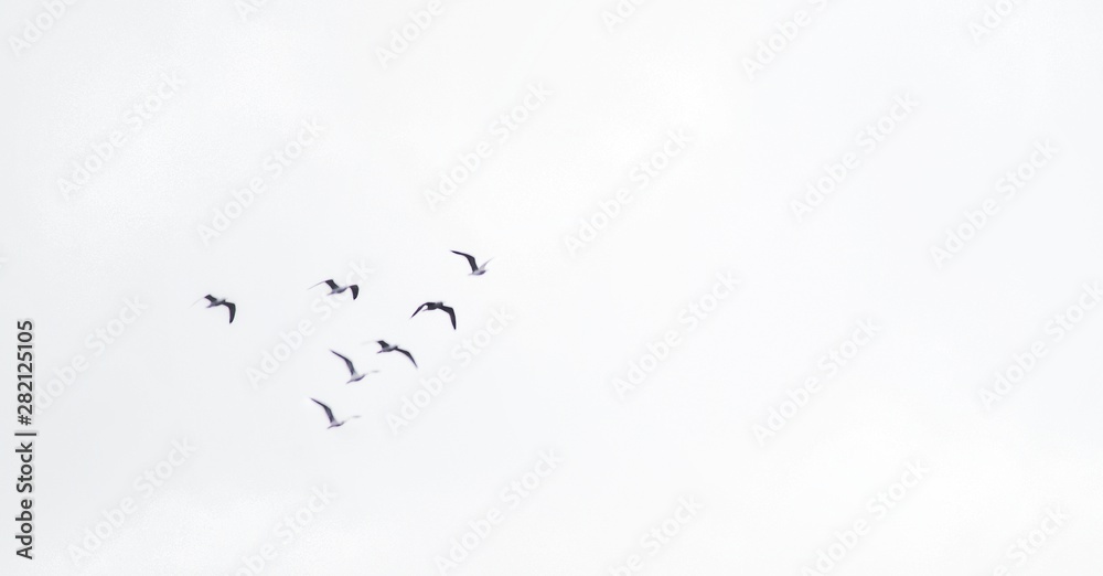 flock of birds on blue background - obrazy, fototapety, plakaty 