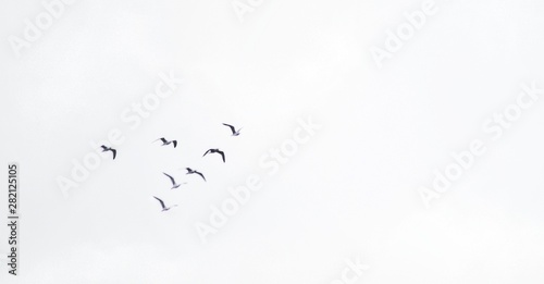 flock of birds on blue background