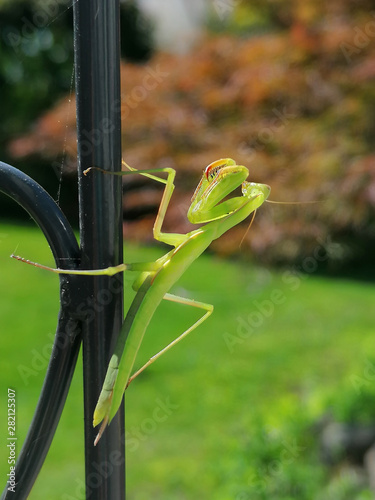 Gottesanbeterin im Garten