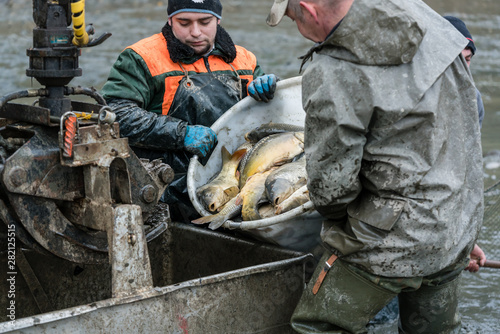 Fischer packen Karpfen Fische nach der Ernte in einen Container